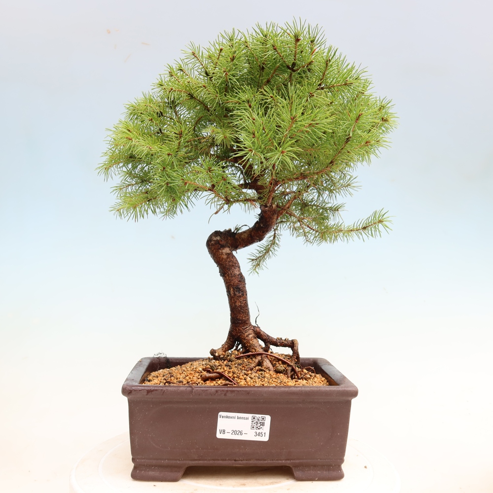 Kültéri bonsai – Szürke lucfenyő – Picea glauca globe