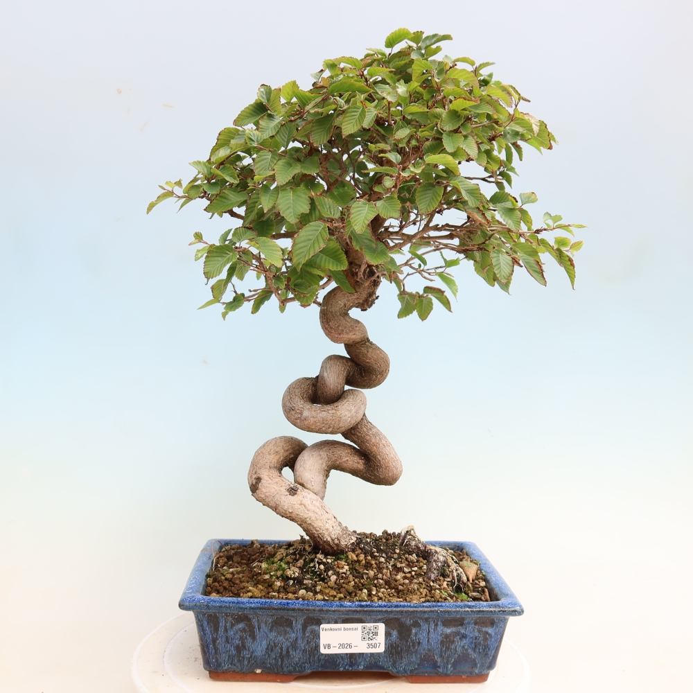 Kültéri bonsai -Carpinus CARPINOIDES - Koreai gyertyánfa