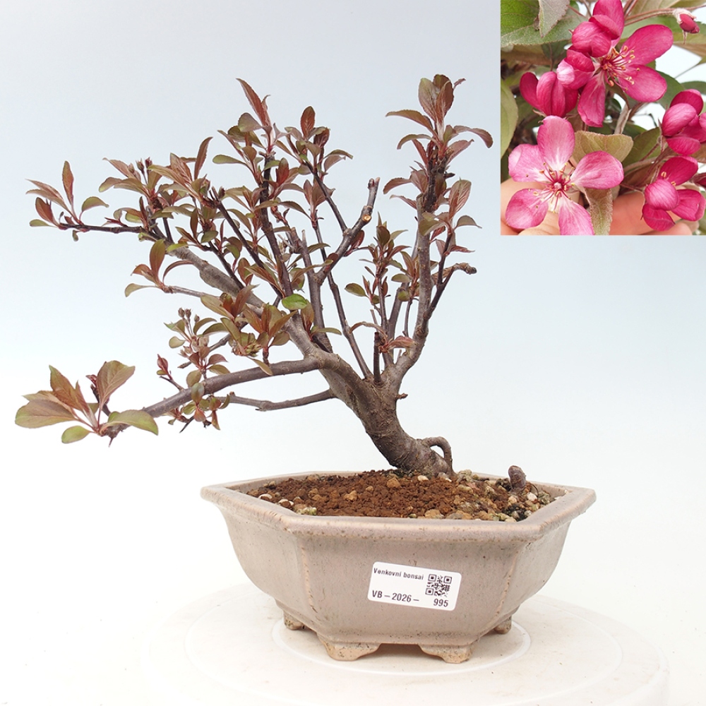 Kültéri bonsai -Malus domestica - Kis gyümölcsű piros levelű almafa
