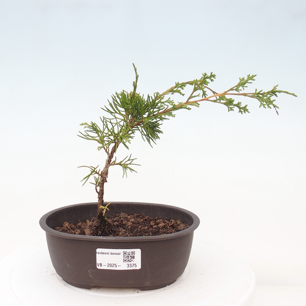 Kültéri bonsai - Juniperus chinensis Itoigawa