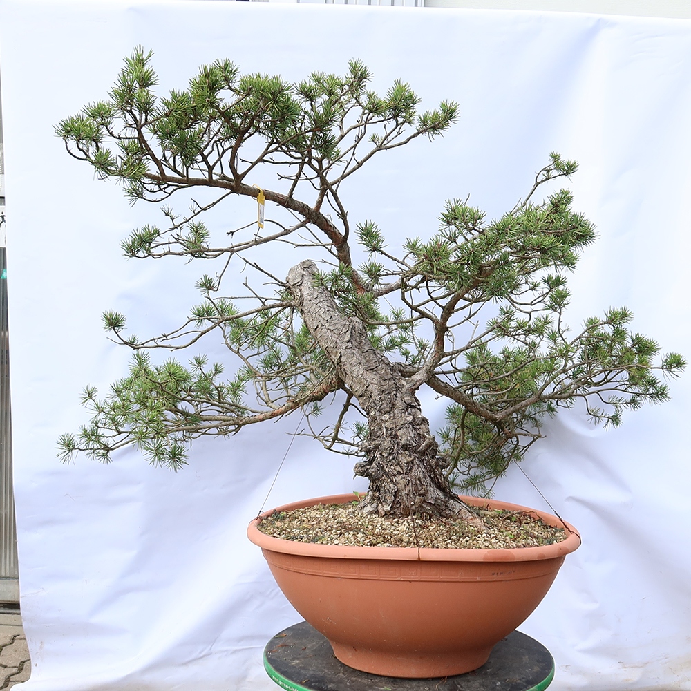 Pinus sylvestris Spanyolország – erdei fenyő