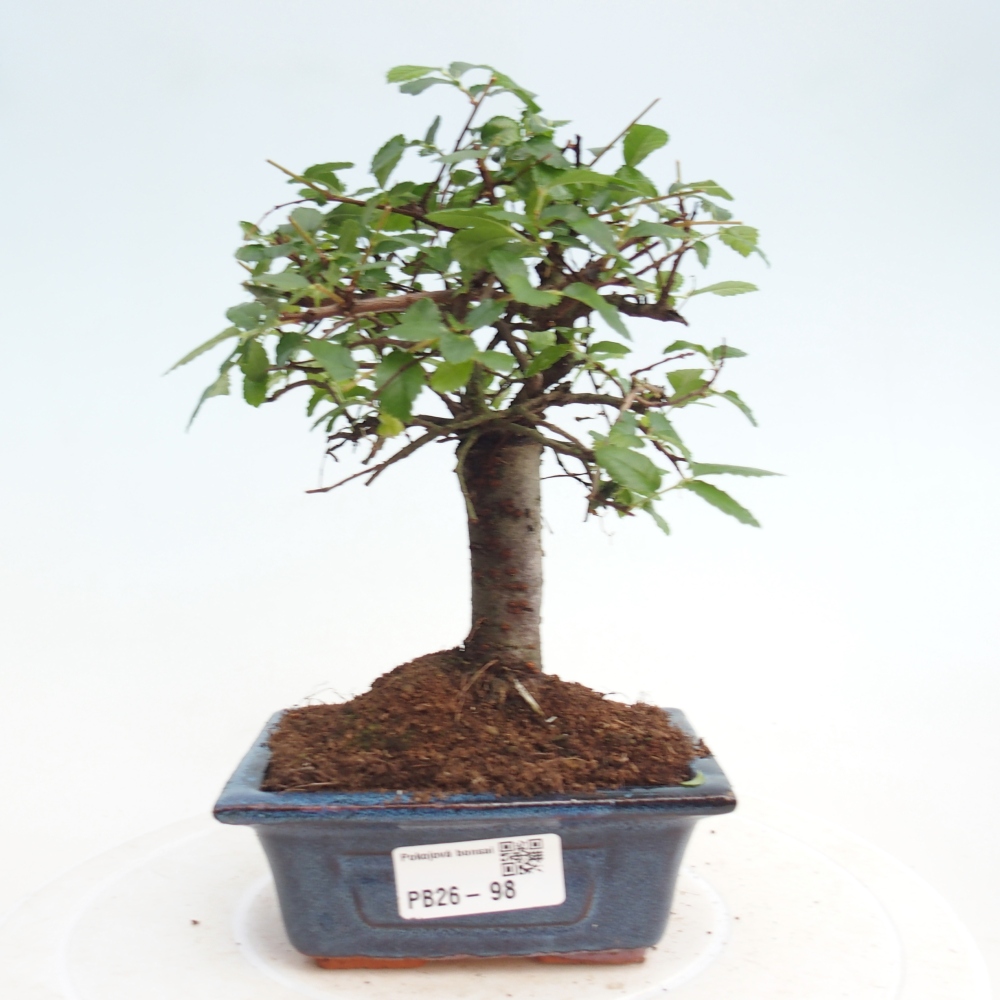 Szobai bonsai - Ulmus parvifolia - Kislevelű szilfa