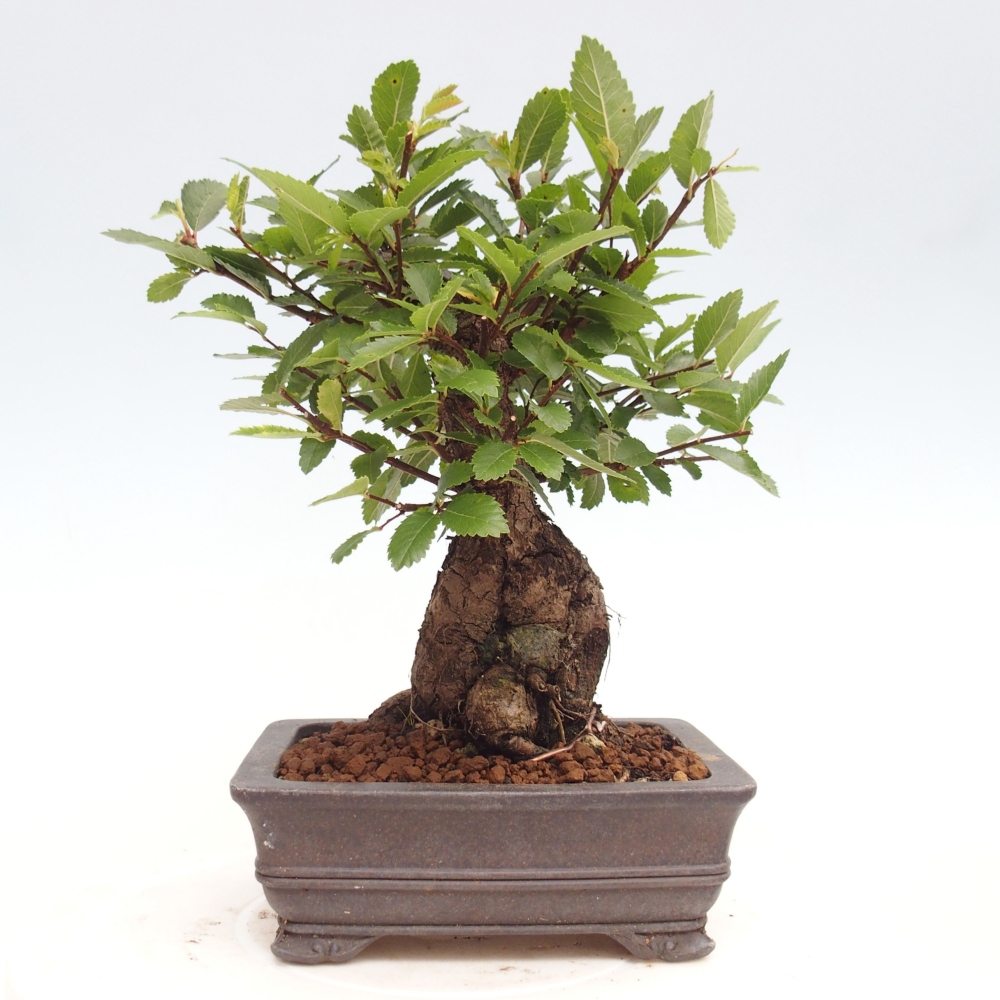 Kültéri bonsai - Zelkova - Zelkova NIRE