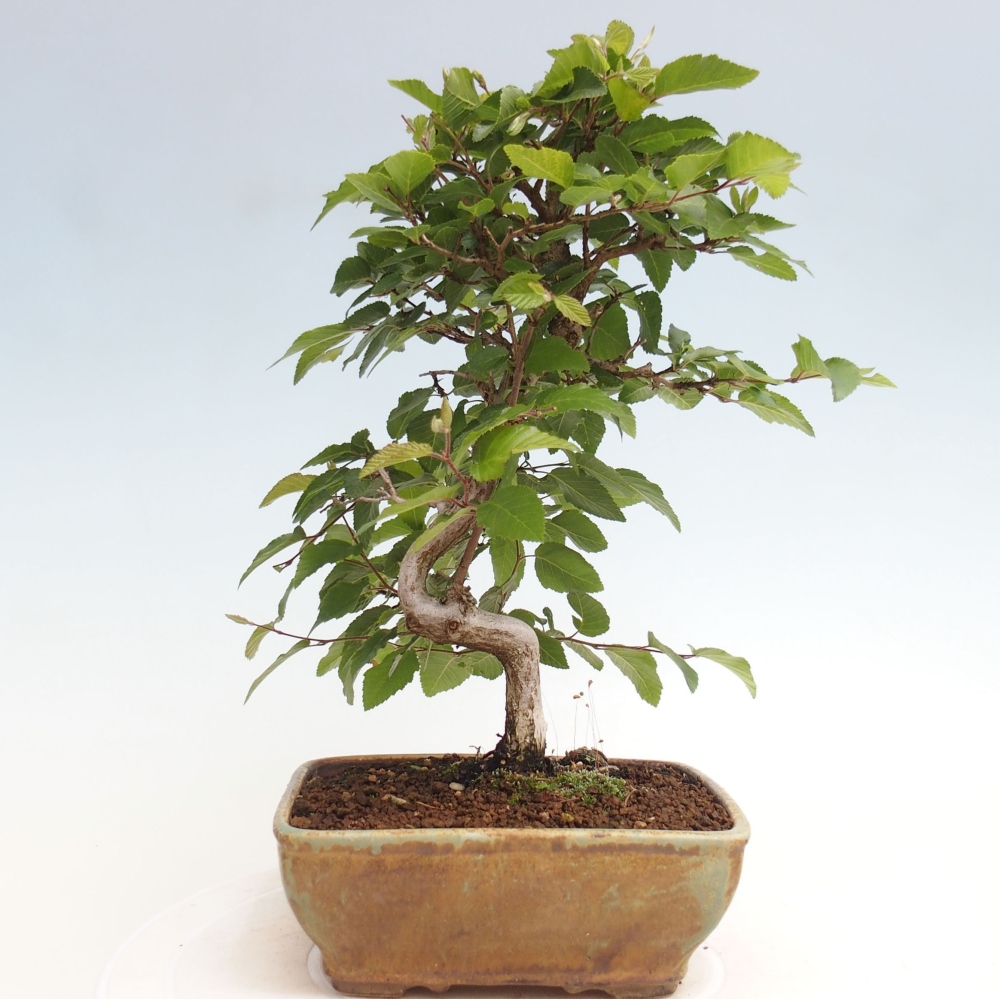 Kültéri bonsai -Carpinus CARPINOIDES - Koreai gyertyánfa