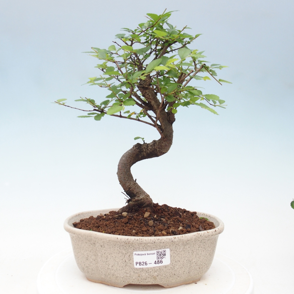 Szobai bonsai - Ulmus parvifolia - Kislevelű szilfa