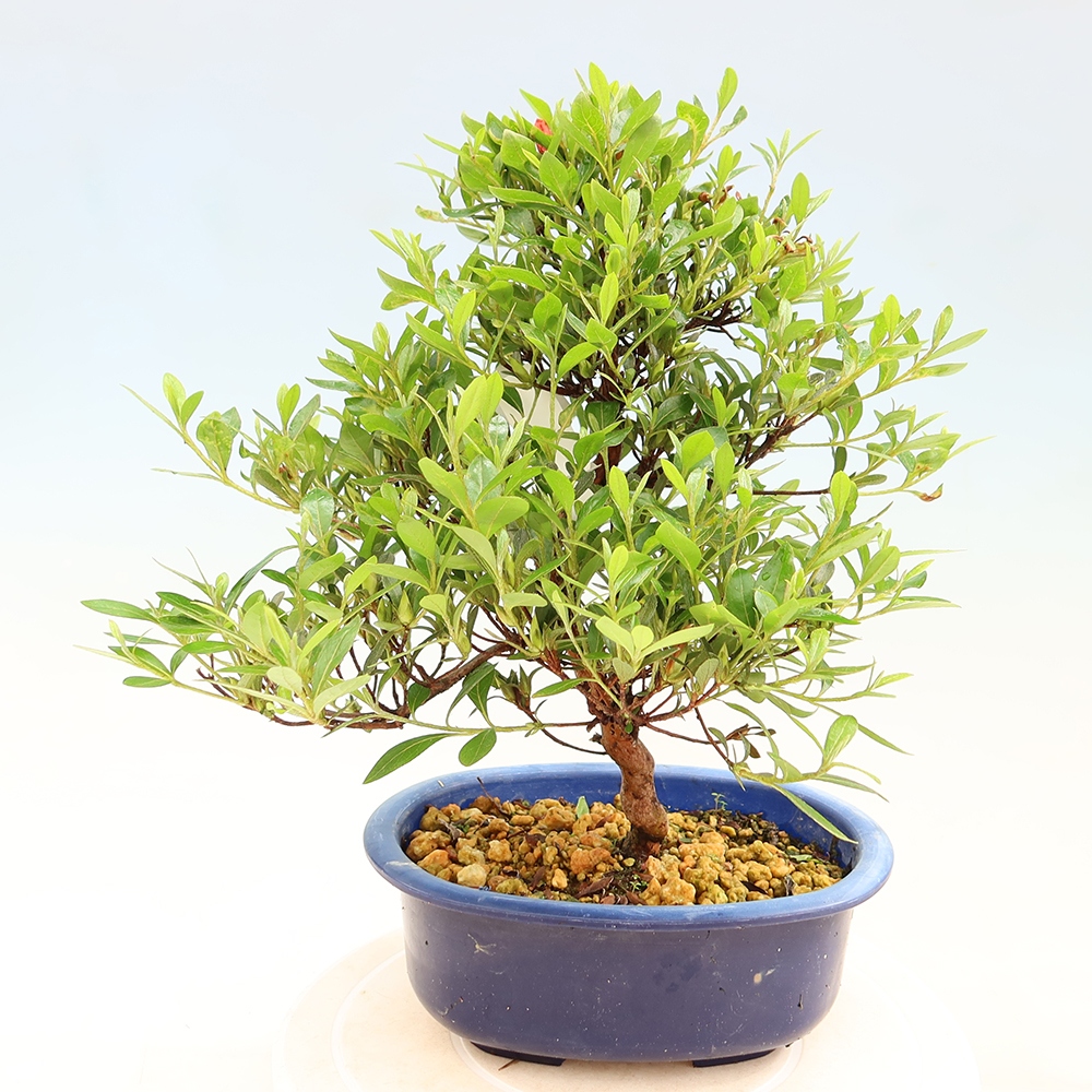 Kültéri bonsai - japán azálea - Azalea Matsunami