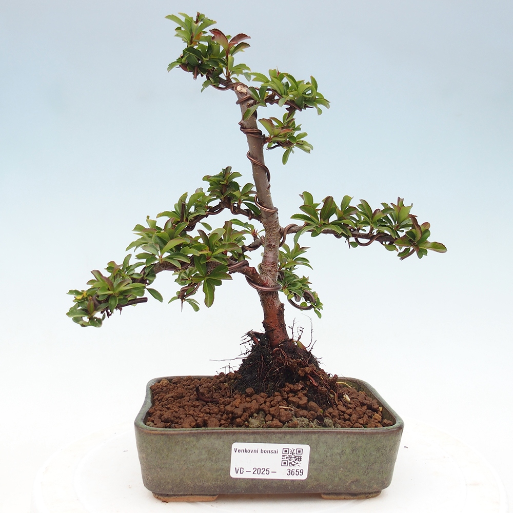 Kültéri bonsai-Pyracantha Teton - Hlox