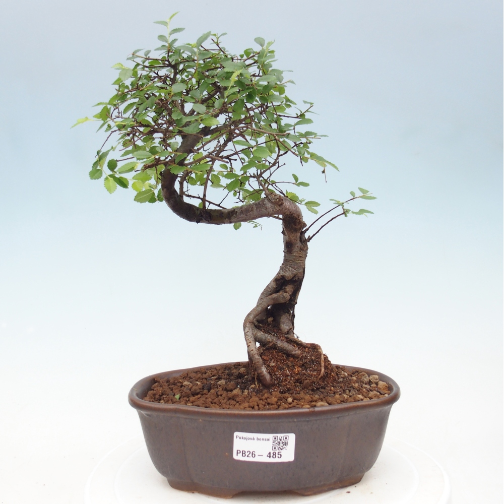 Szobai bonsai - Ulmus parvifolia - Kislevelű szilfa