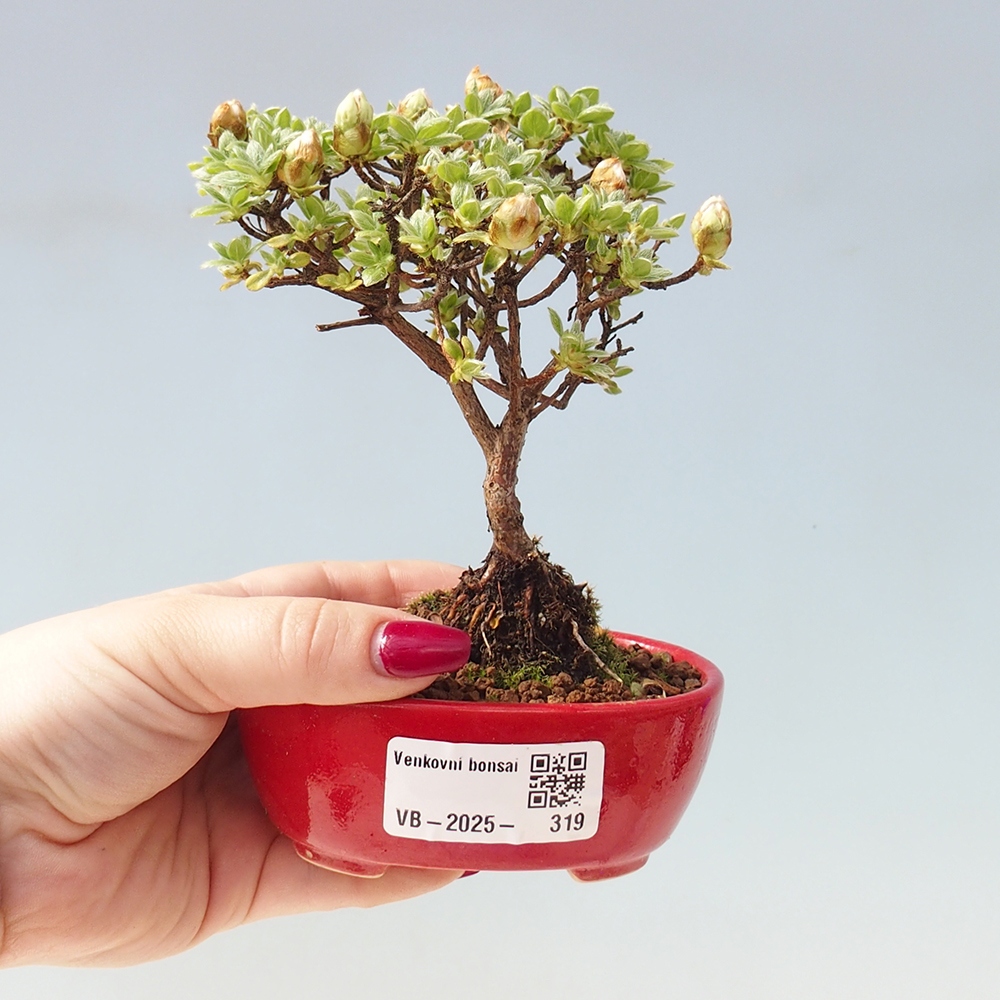 Kültéri bonsai - Rhododendron indicum - japán azálea