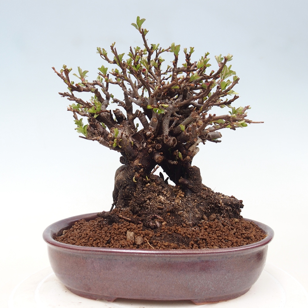 Kültéri bonsai - Chaneomeles speciosa - birs