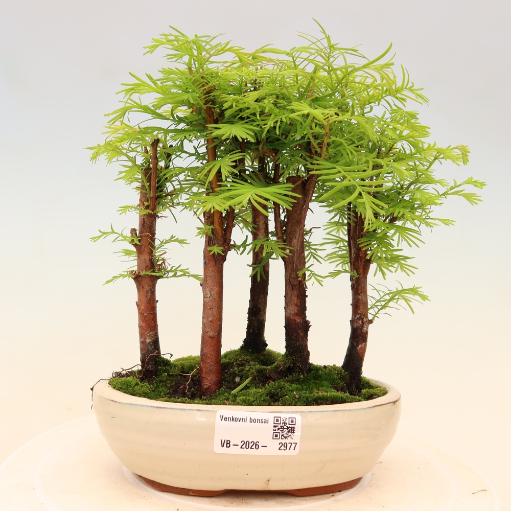 Kültéri bonsai – Metasequoia glyptostroboides – kínai metasequoia – kis erdő
