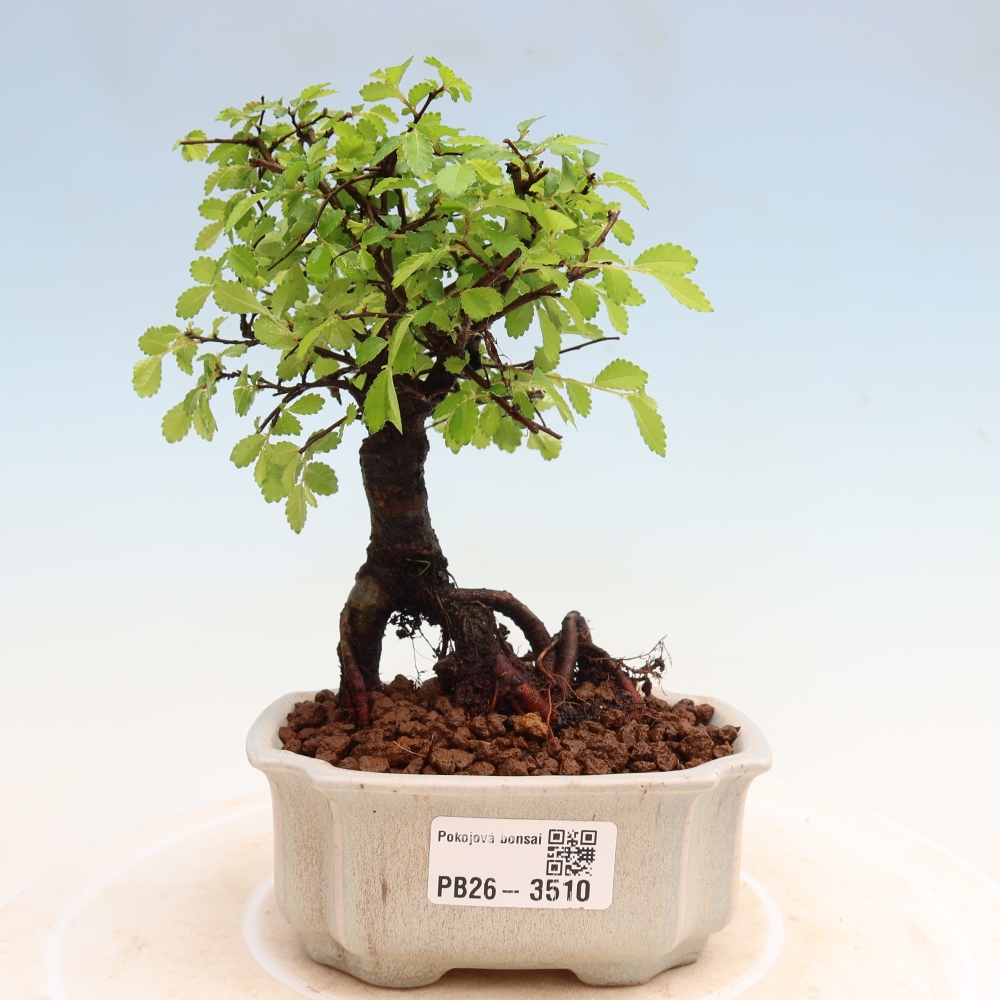 Szobai bonsai - Ulmus parvifolia - Kislevelű szilfa
