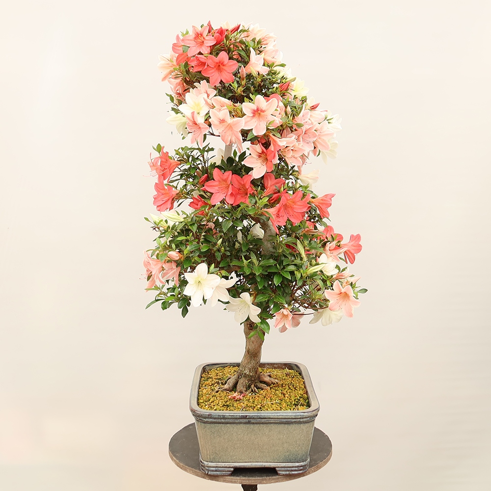 Kültéri bonsai - Japán azálea - Azalea Saishun