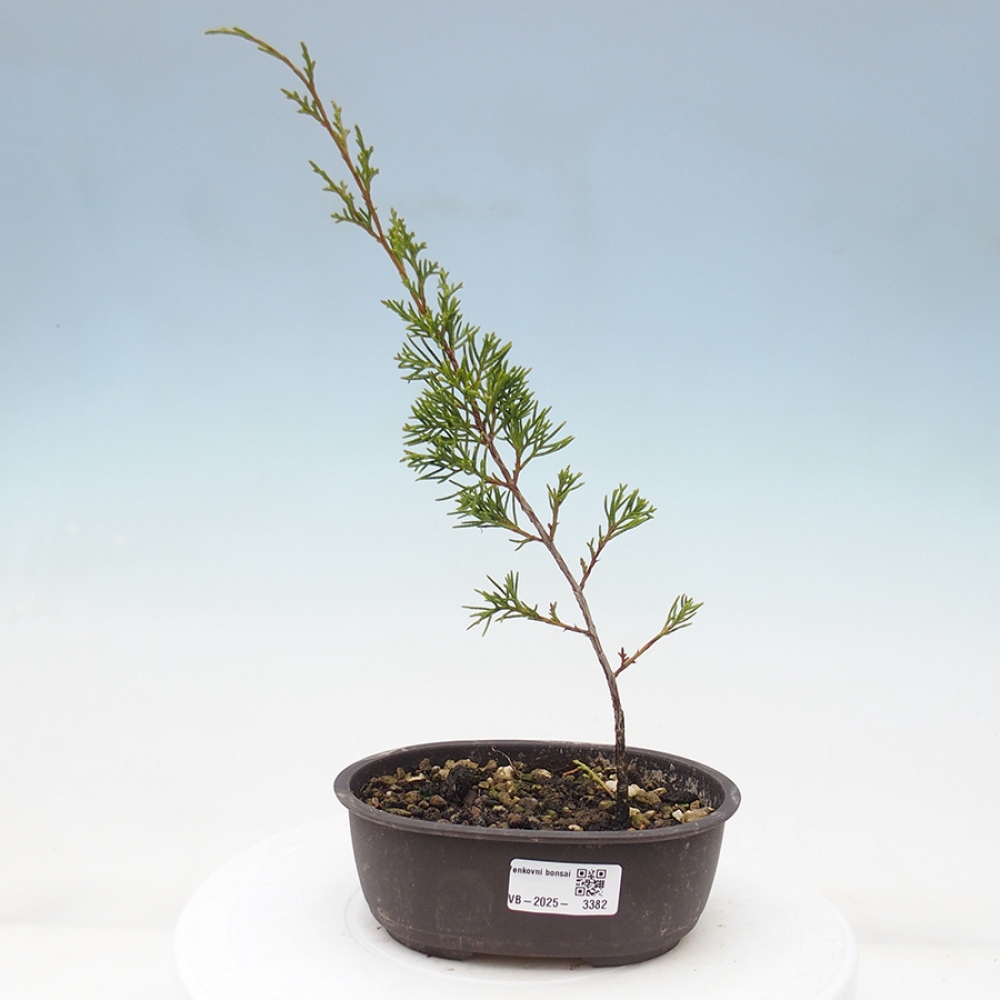 Kültéri bonsai - Juniperus chinensis Itoigawa