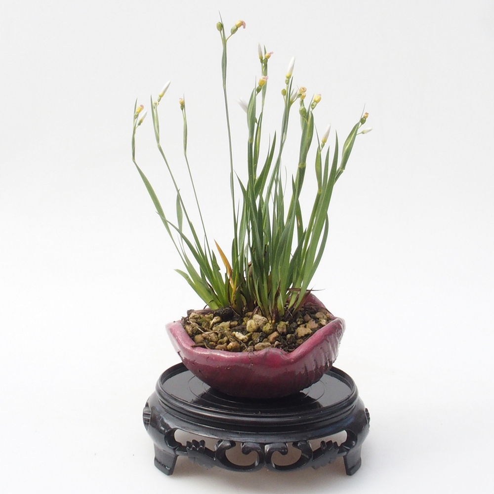 Műanyag bonsai asztal kerek 11 x 11 x 3,5 cm, fekete színű, műanyag bonsai asztal.