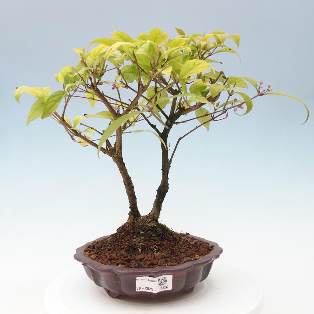 Kültéri bonsai - Callicarpa japonica
