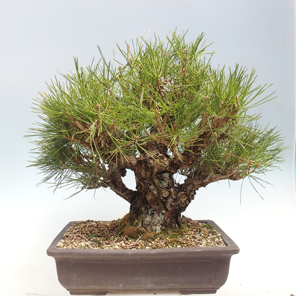 Kültéri bonsai - Pinus thunbergii - Thunberg fenyő
