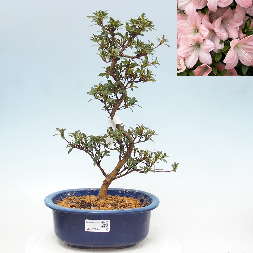 Kültéri bonsai - Japán azálea - Azalea Jukokan