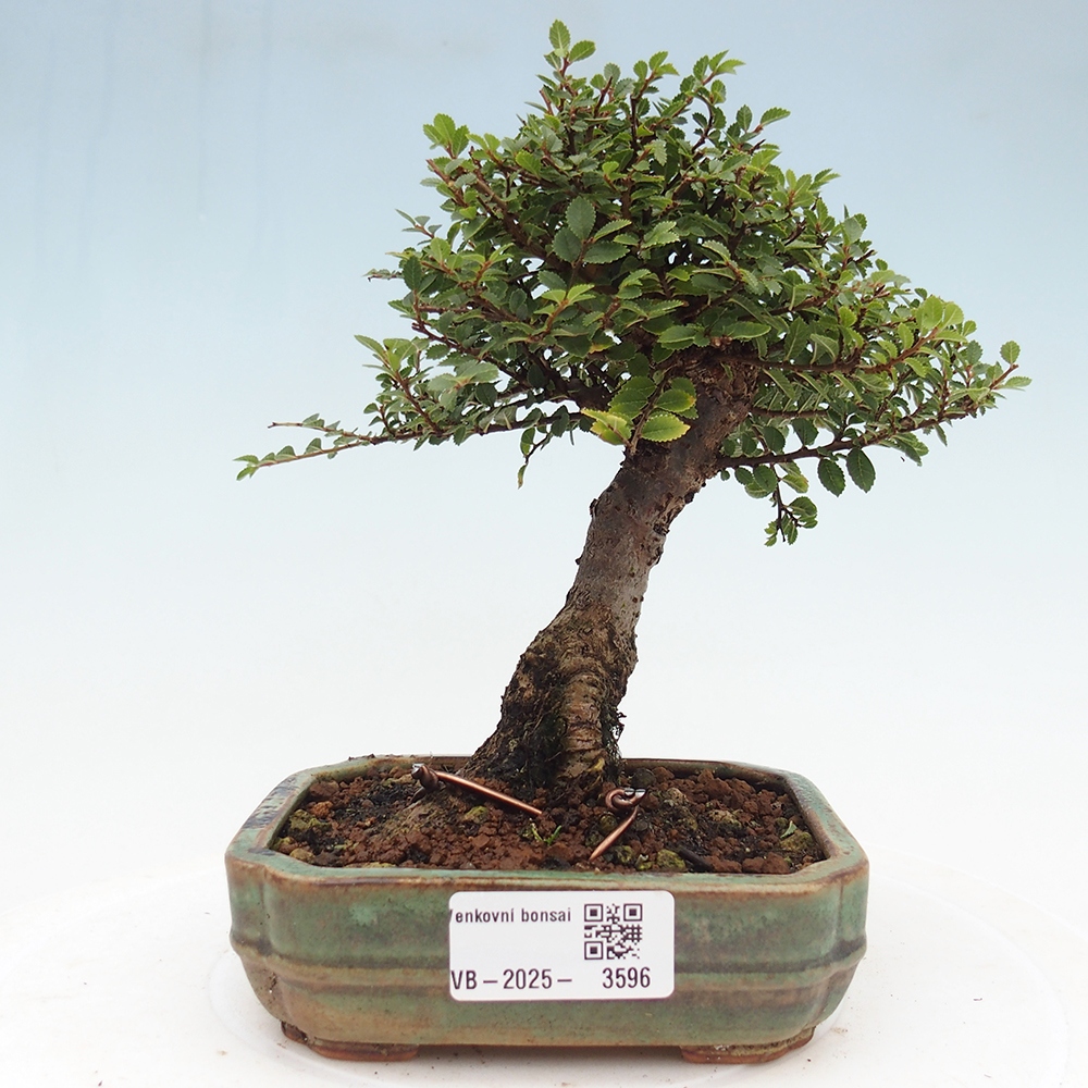 Kültéri bonsai - Ulmus parvifolia Hokkaido - Kínai szil - Ulmus parvifolia Hokkaido
