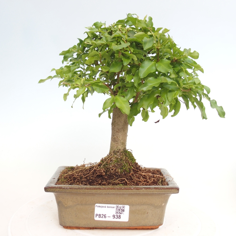 Szobai bonsai -Ligustrum chinensis - Madárcsőr
