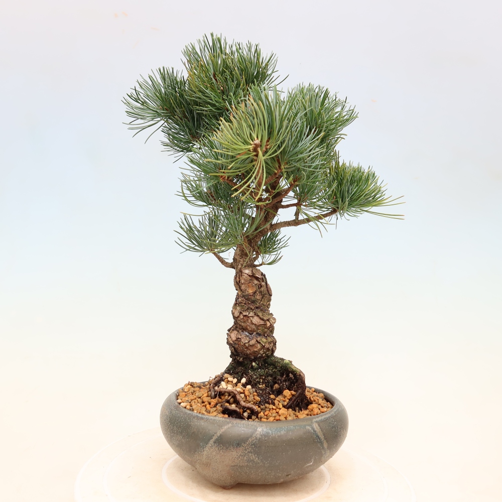 Kültéri bonsai - Pinus parviflora - Pinus parviflora