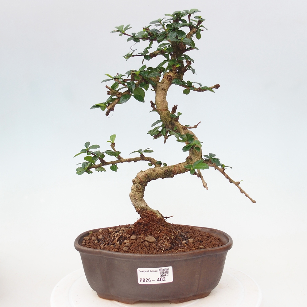 Szobai bonsai - Carmona macrophylla - Tea fuki