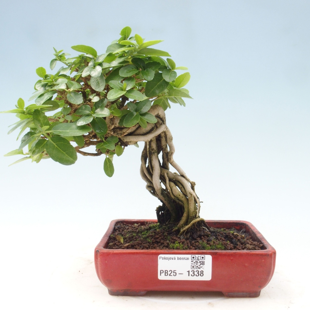 Beltéri bonsai - Premna serratifolia - Kozlovna malolista