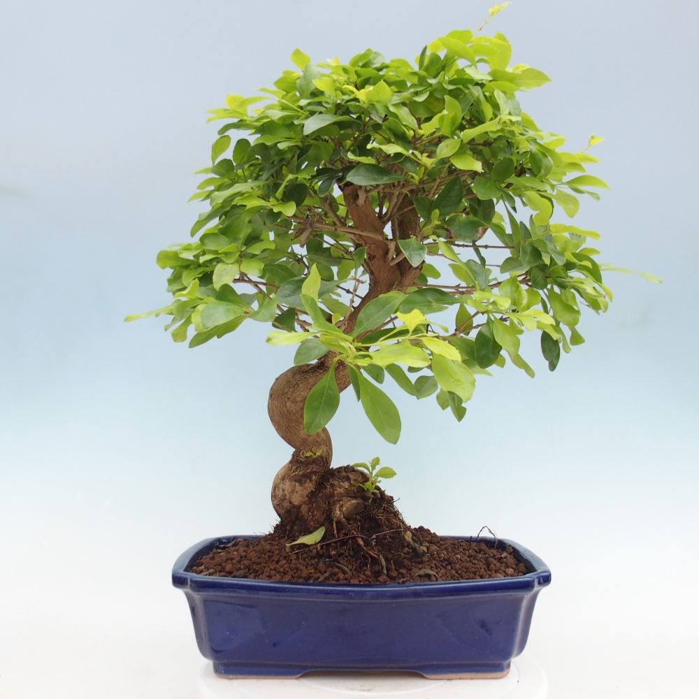 Szobai bonsai - Duranta erecta Aurea