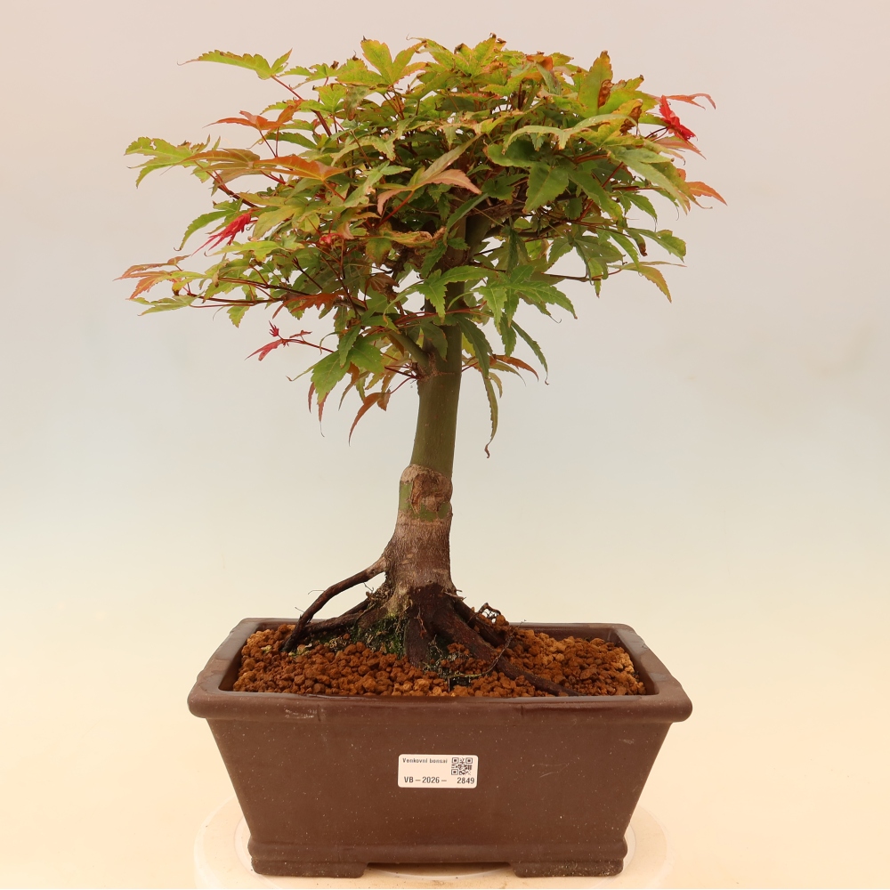 Juhar - Acer palmatum Beni Tsukasa