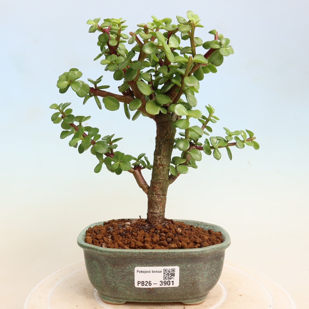 Szoba bonsai - Portulakaria Afra - Tlustice