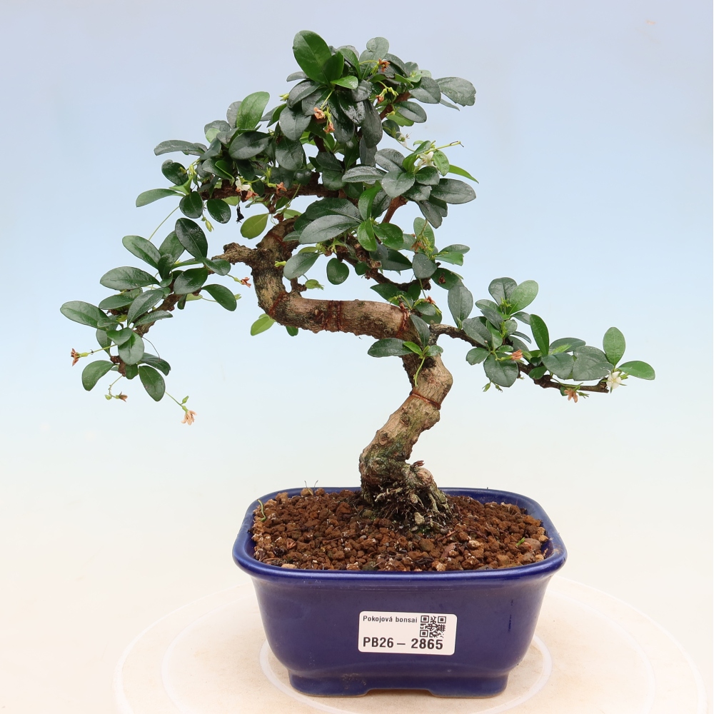 Szobai bonsai - Carmona macrophylla - Tea fuki