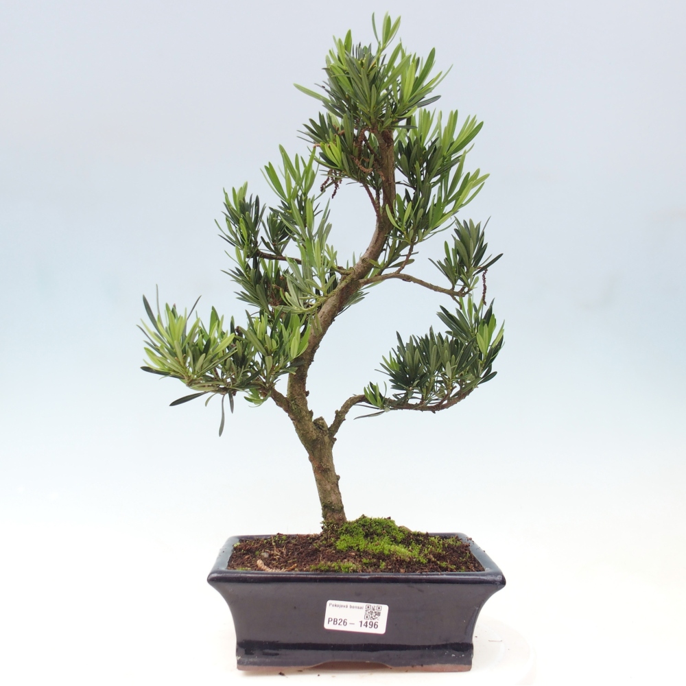 Szobai bonsai - Podocarpus - Kőtiszafa