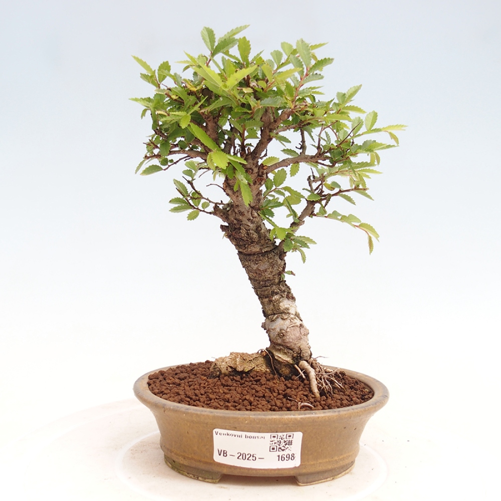 Kültéri bonsai - Zelkova - Zelkova NIRE