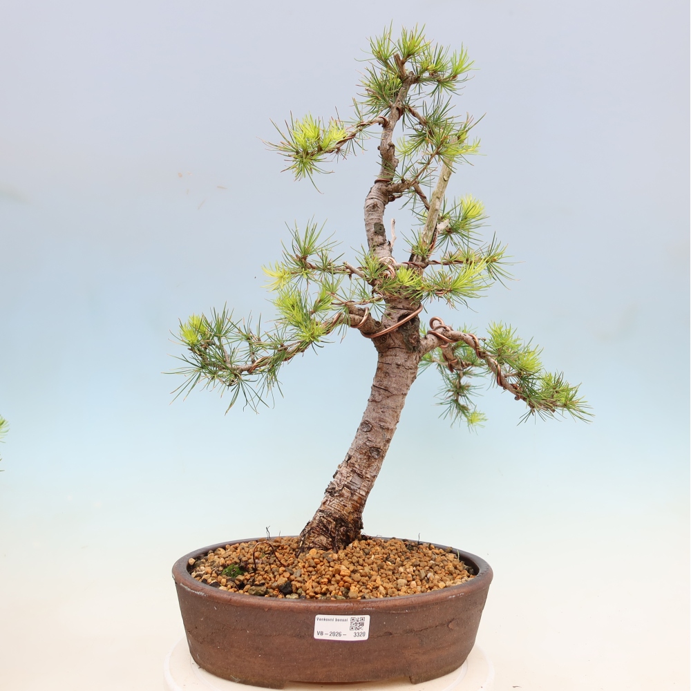 Kültéri bonsai - Larix decidua - vörösfenyő