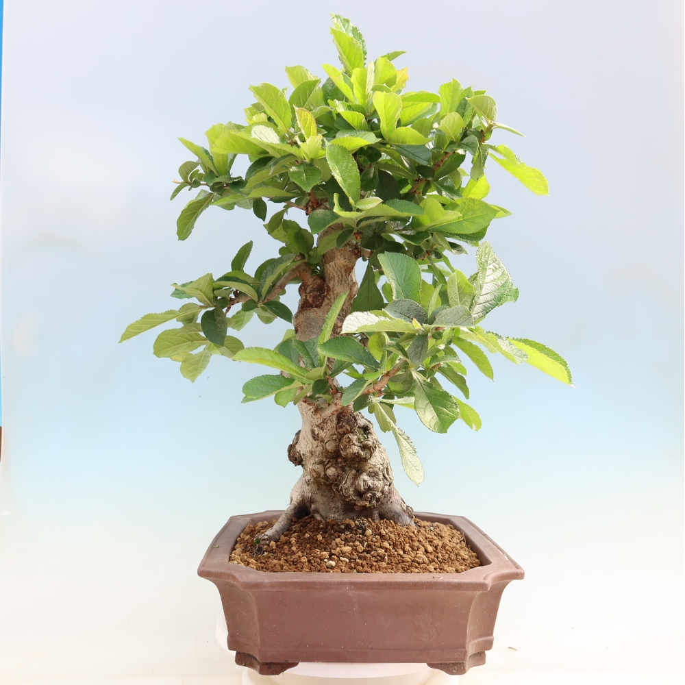 Kültéri bonsai - Photinia villosa
