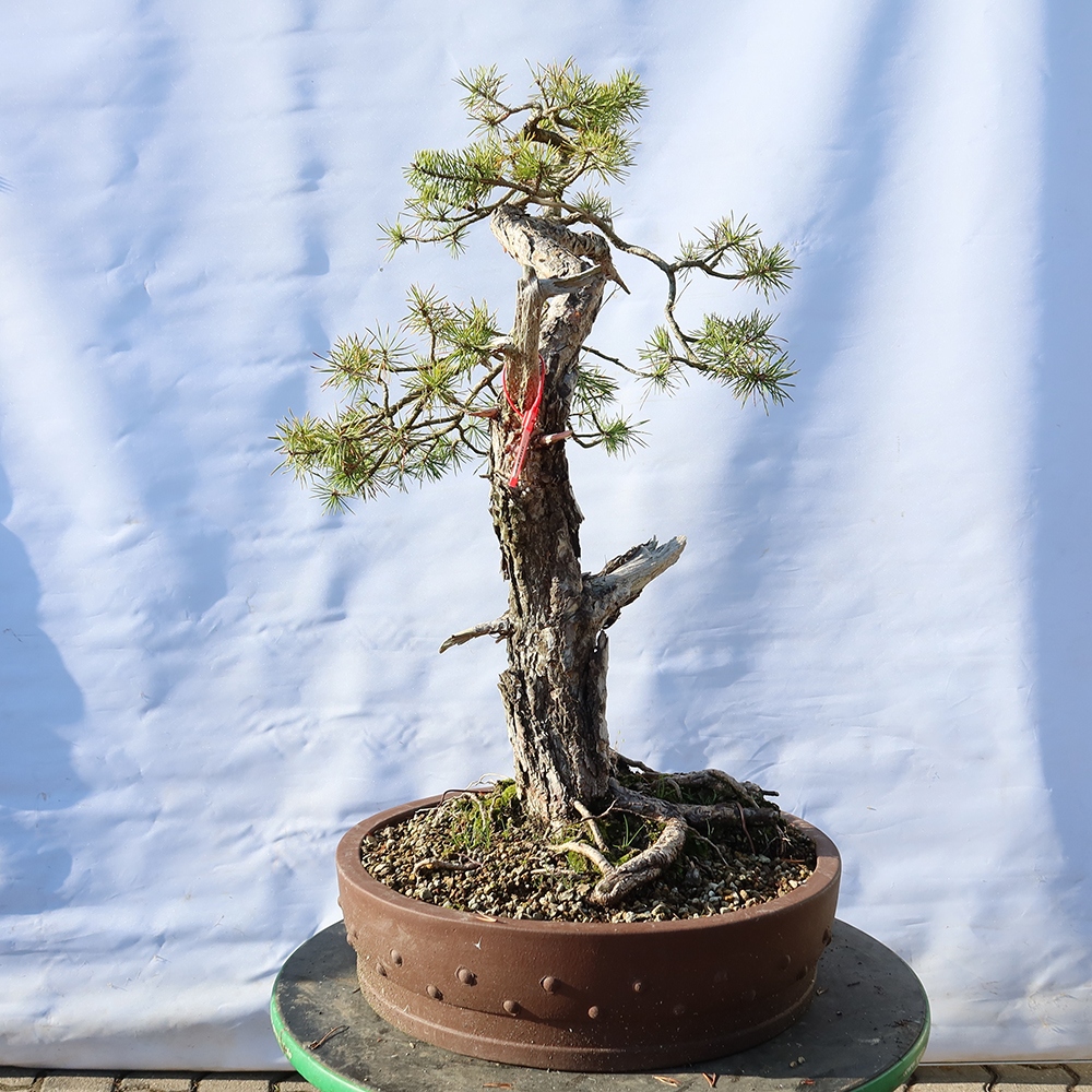 Pinus sylvestris Spanyolország – erdei fenyő