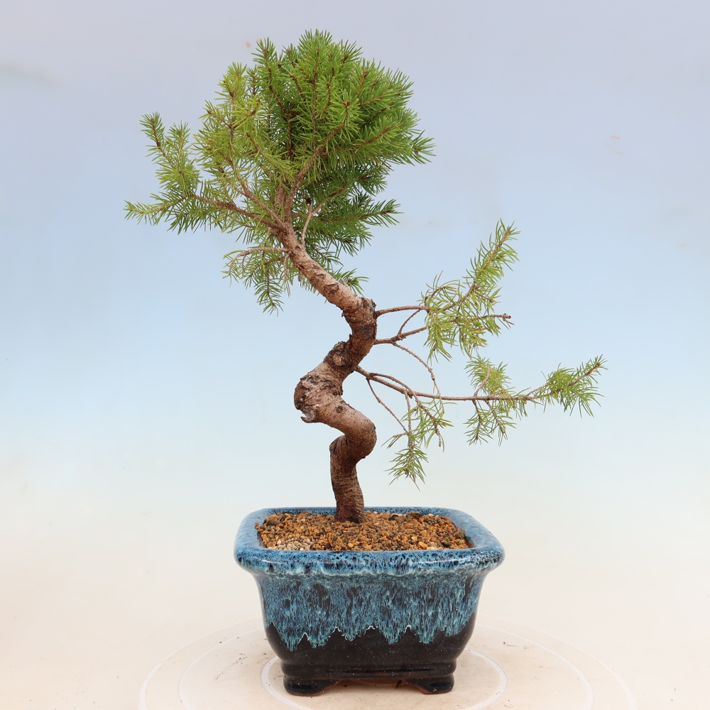 Kültéri bonsai - lucfenyő - Picea glauca globe