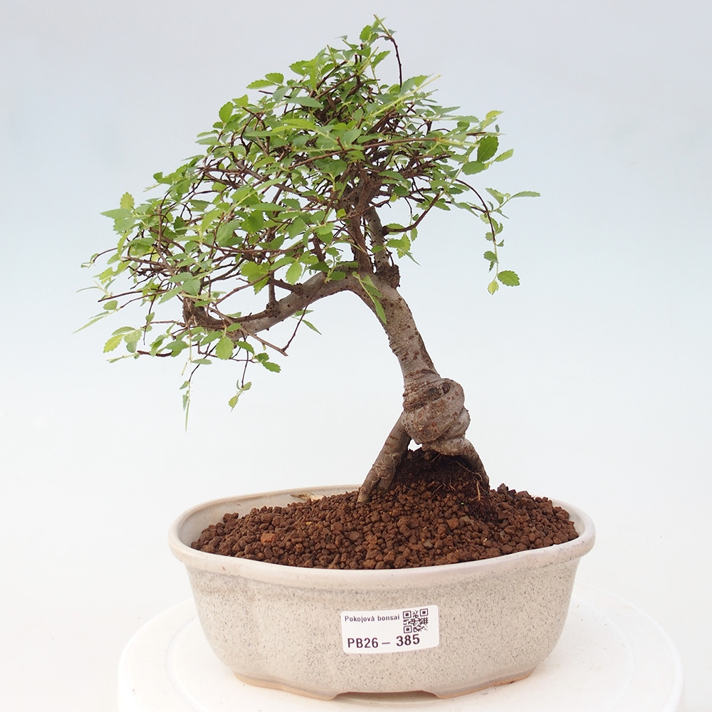 Szobai bonsai - Ulmus parvifolia - Kislevelű szilfa
