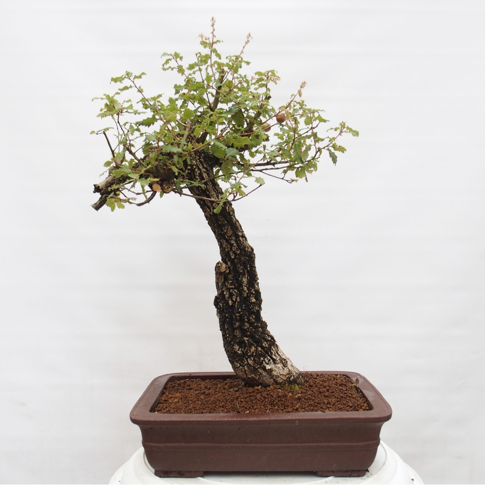 Yamadori - Quercus Ilex - Tölgy magyal
