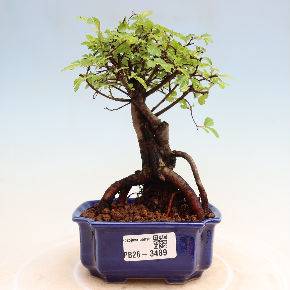 Szobai bonsai - Ulmus parvifolia - Kislevelű szilfa