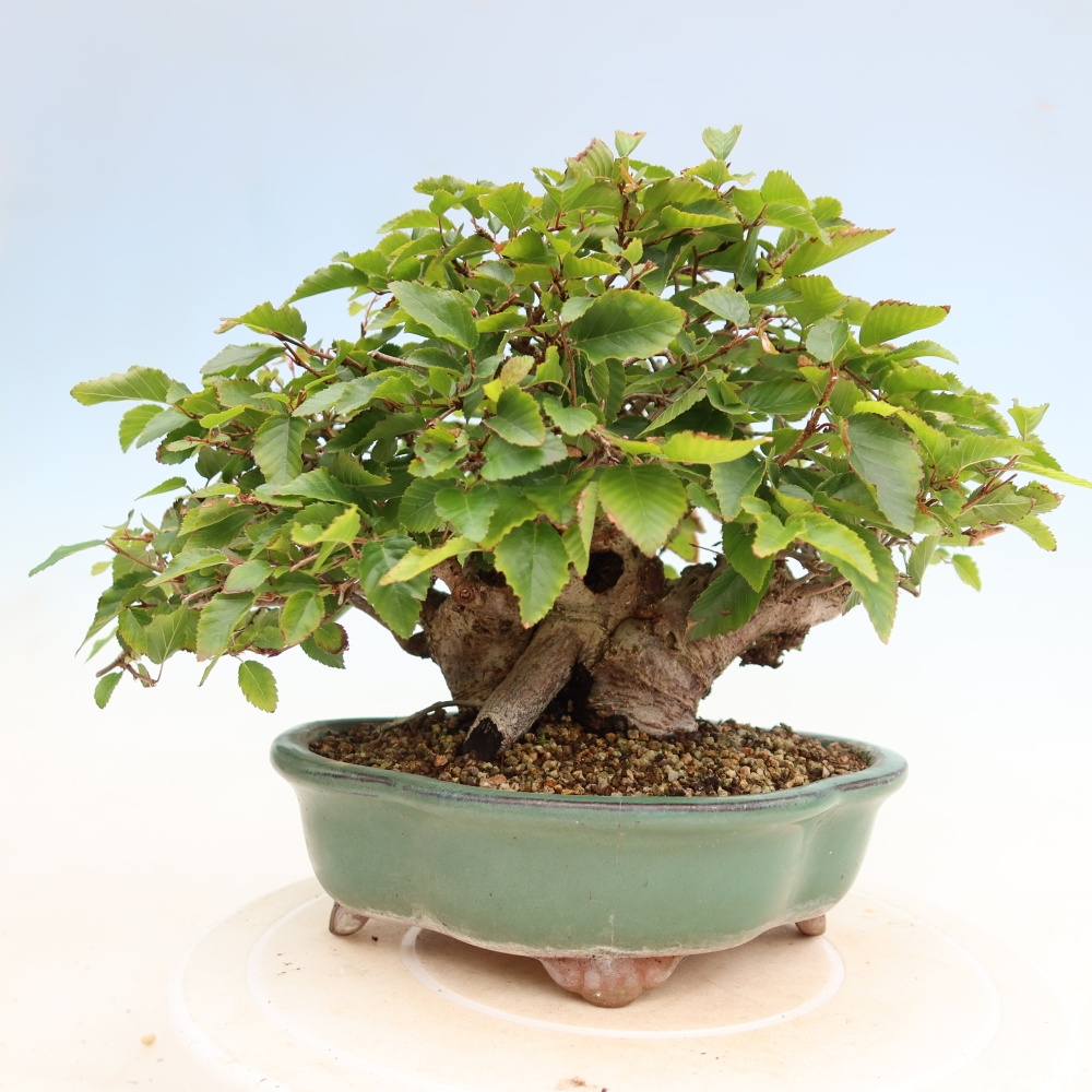 Kültéri bonsai -Carpinus Coreana - Koreai gyertyánfa