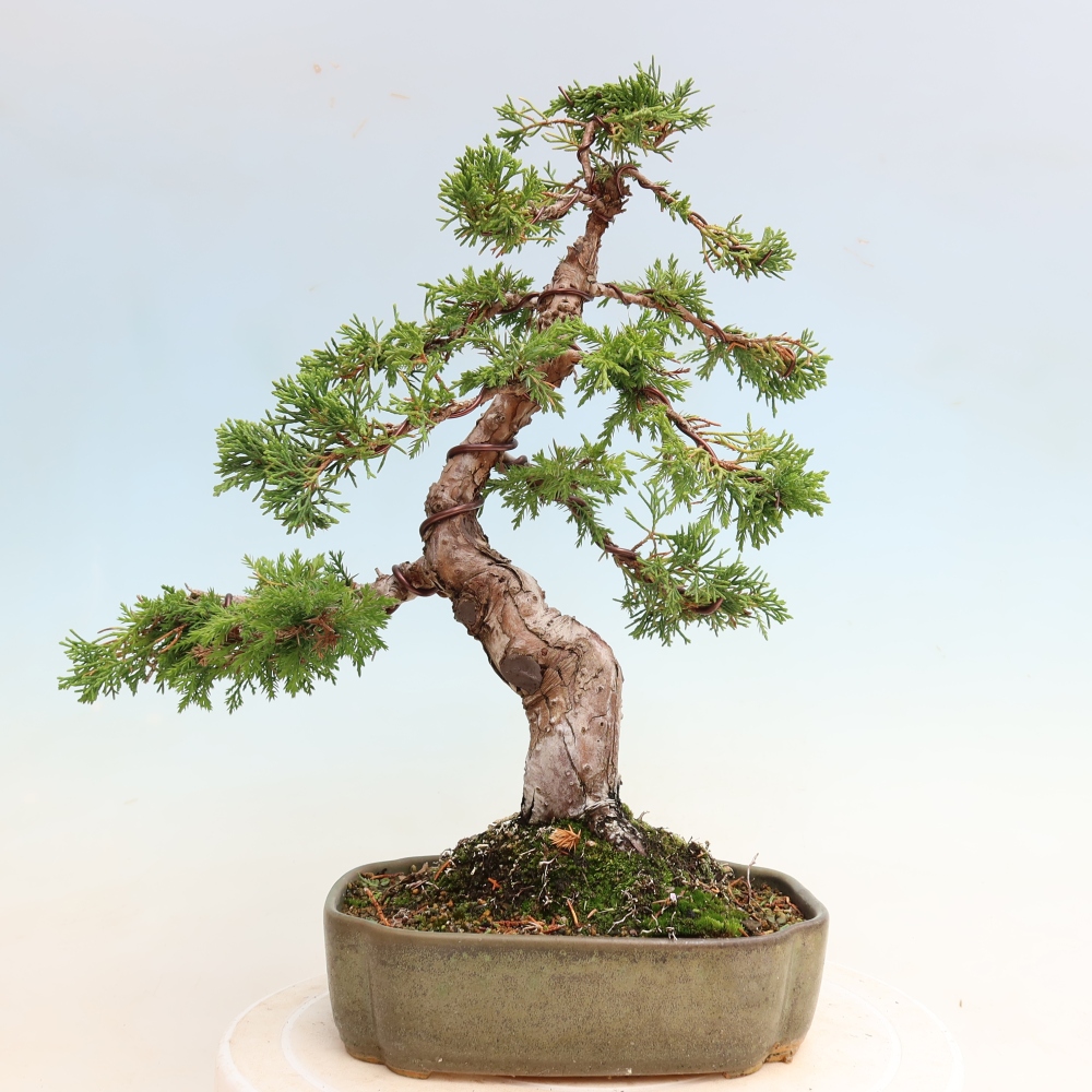Kültéri bonsai - Juniperus chinensis Itoigawa-Juniperus chinensis