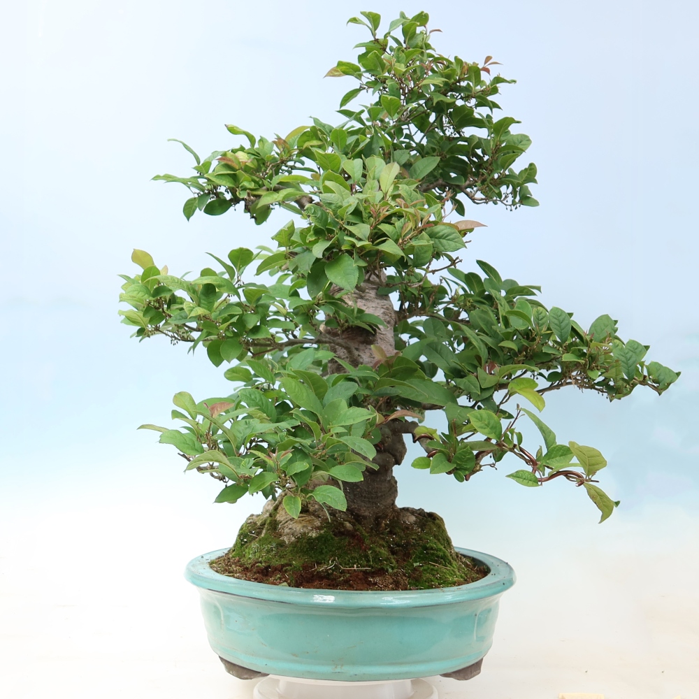 Kültéri bonsai – Ilex serrata – fogazott magyal