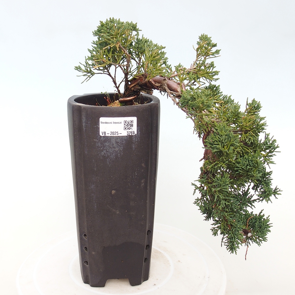 Kültéri bonsai - Juniperus chinensis Kishu