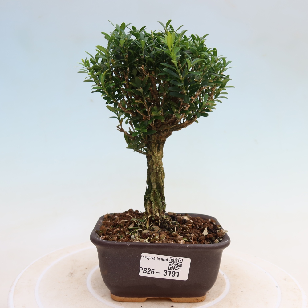 Szobai bonsai - Buxus harlandii - parafa buxus