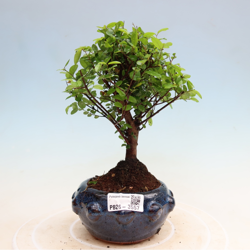 Szobai bonsai - Sageretia thea - Sageretia thea