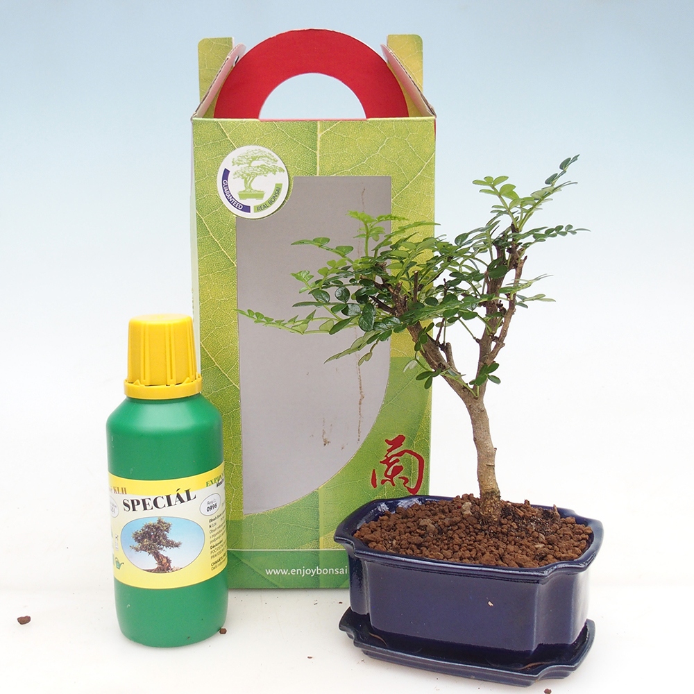 Szobai bonsai díszdobozban Zantoxylum piperitum - Borsfa