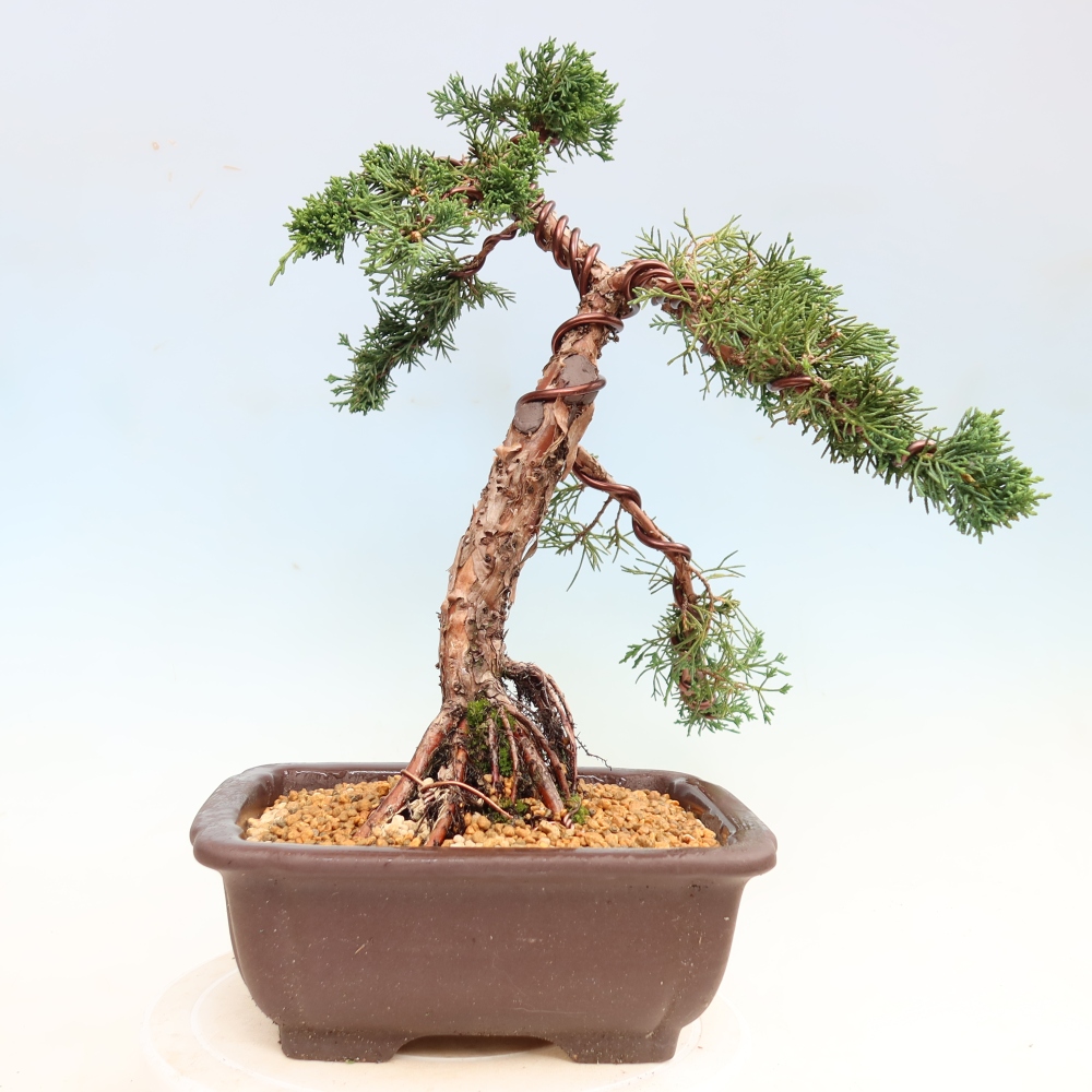 Kültéri bonsai - Juniperus chinensis Kishu