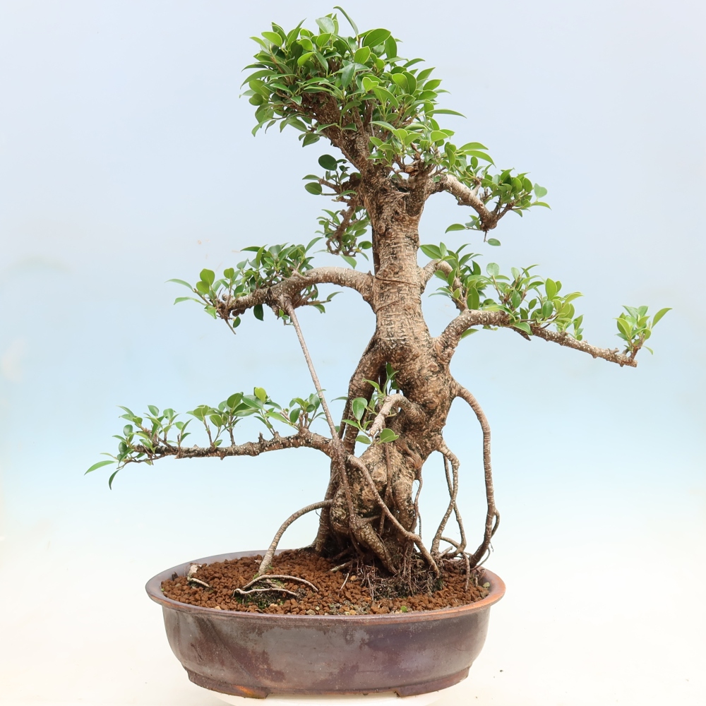 Szobai bonsai - Ficus kimmen - kislevelű fikusz