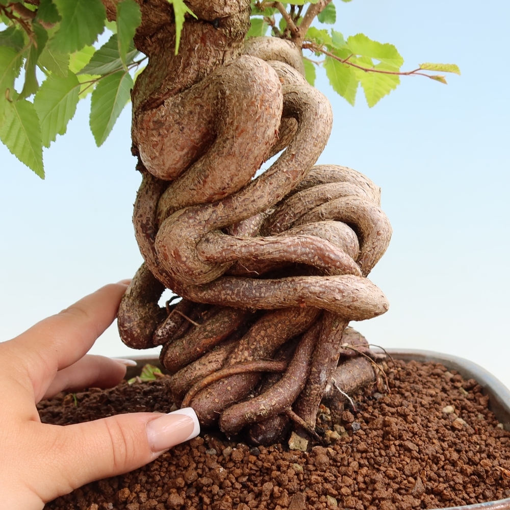 Kültéri bonsai -Carpinus Coreana - Koreai gyertyánfa